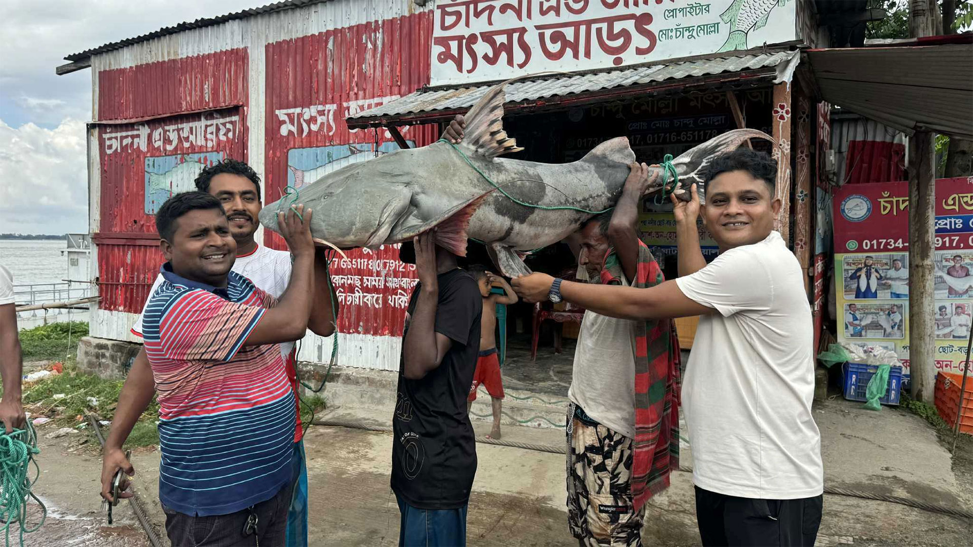 দৌলতদিয়ার পদ্মায় ধরা পড়ল ৩৫ কেজির বিশাল বাঘাইড়