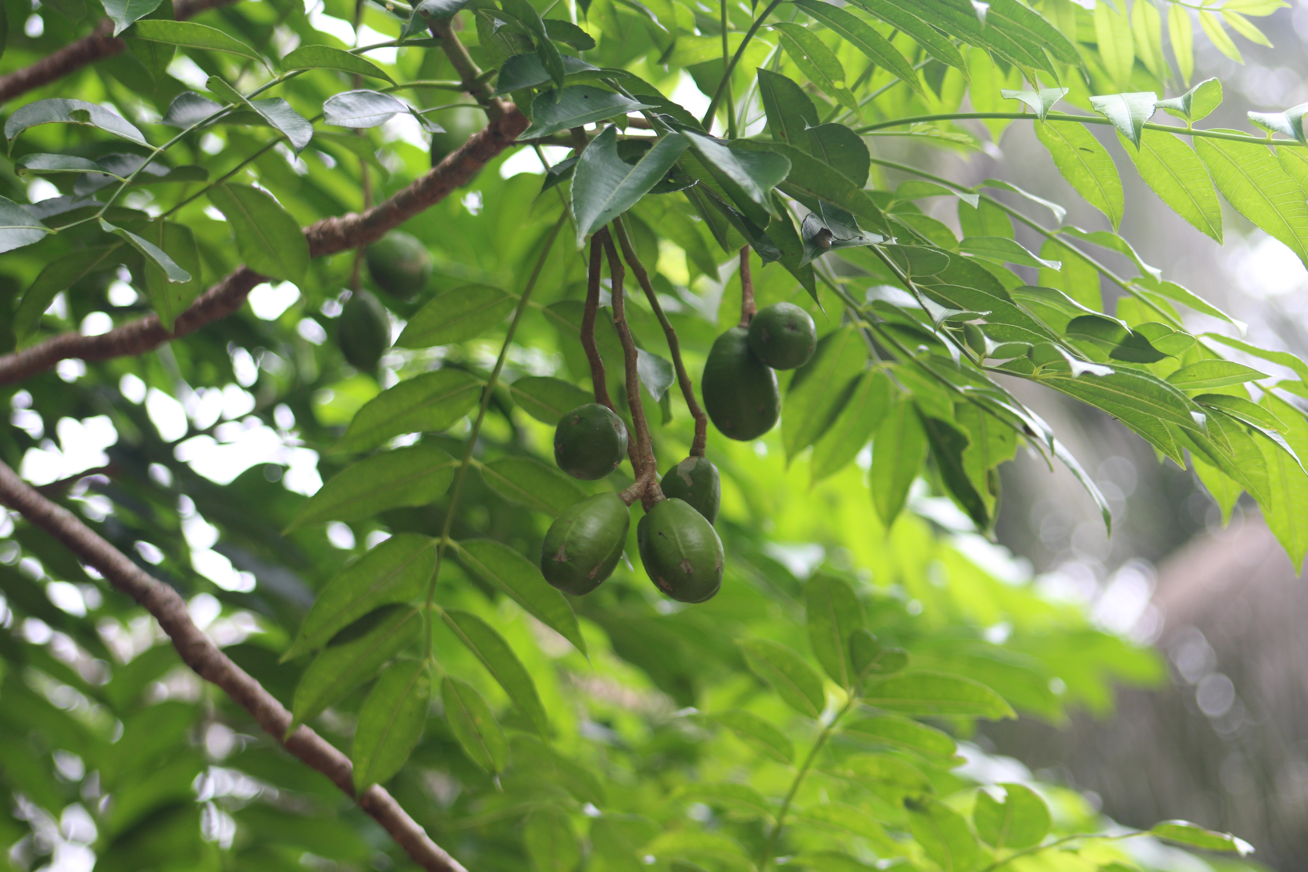 বরিশালের বিখ্যাত আমড়া গাছে গাছে শোভা পাচ্ছে
