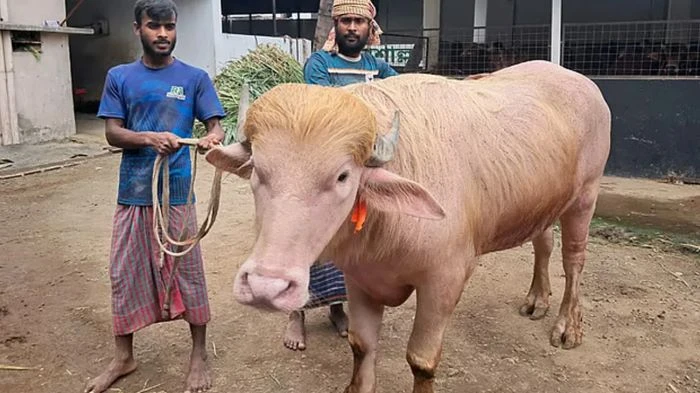 ‘ডোনাল্ড ট্রাম্প’ নামের মহিষ নিয়ে বিশ্বজুড়ে আলোচনা