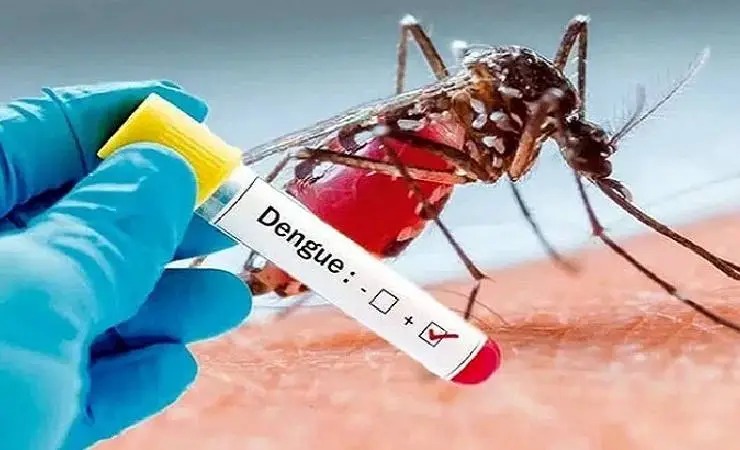 খুলনা বিভাগে ডেঙ্গুতে আরও ৩ জনের মৃত্যু