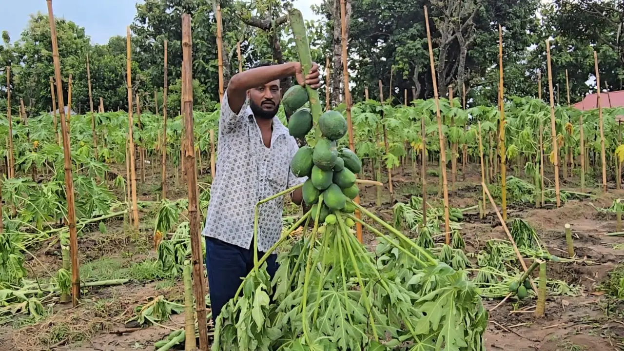 চাঁদা না পেয়ে রাঙামাটিতে ৮০০ পেঁপে গাছ কাটার অভিযোগ