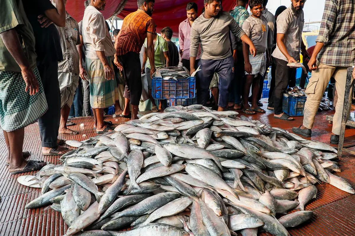 কক্সবাজার উপকূলে ভরা মৌসুমেও মিলছে না বড় ইলিশ