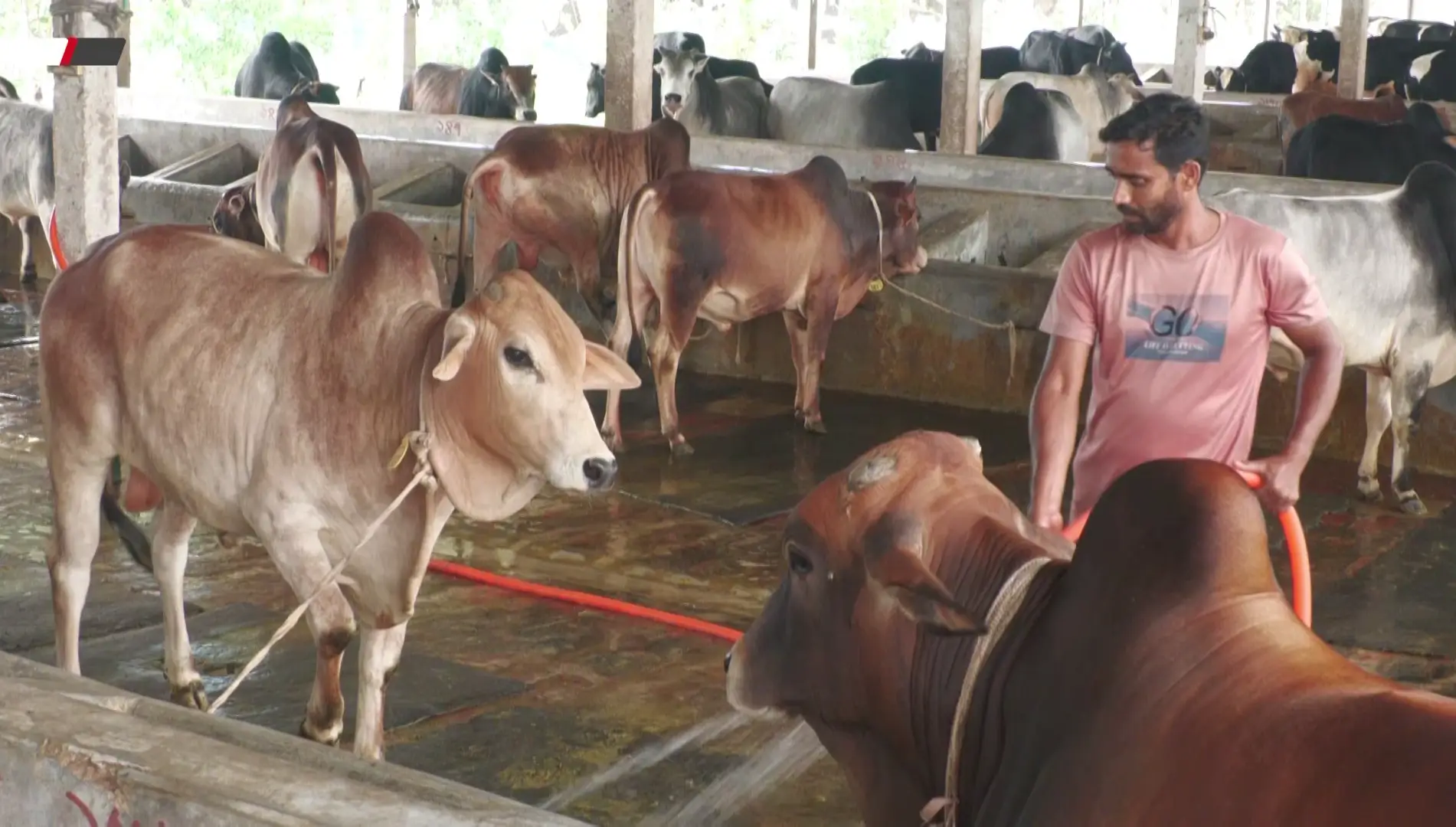 নরসিংদীতে কেজি দরে কোরবানির গরু বিক্রি, খামারমুখী ক্রেতারা