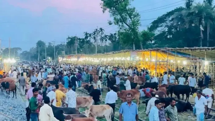 ব্রাহ্মণপাড়ায় আওয়ামী লীগ নেতার বিরুদ্ধে সড়ক দখল করে পশুর হাট বসানোর অভিযোগ