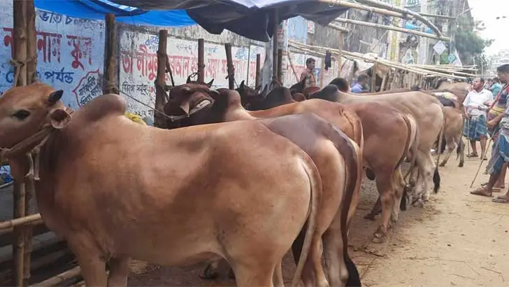 হাট এড়িয়ে খামারমুখী ক্রেতারা, জমে উঠেছে রাজধানীর কোরবানির গরুর বাজার